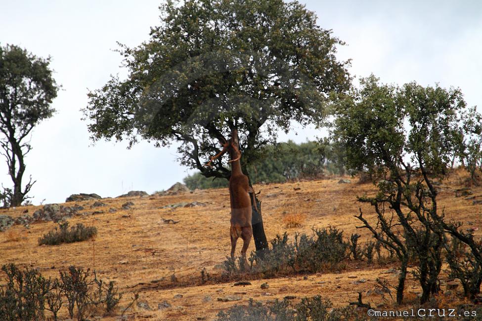 Ciervo rojo (Cervus elaphus)